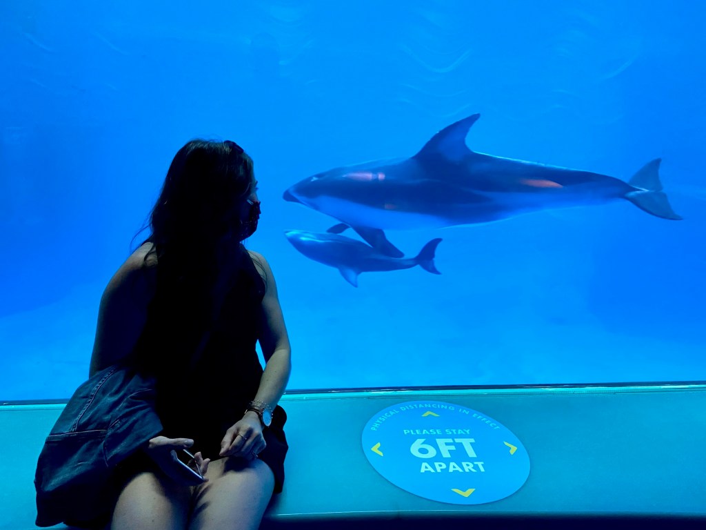 Watching the newborn calf swim alongside mom